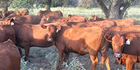 100	Red Angus Bred Heifers... North TX ~ BVD-PI Neg.