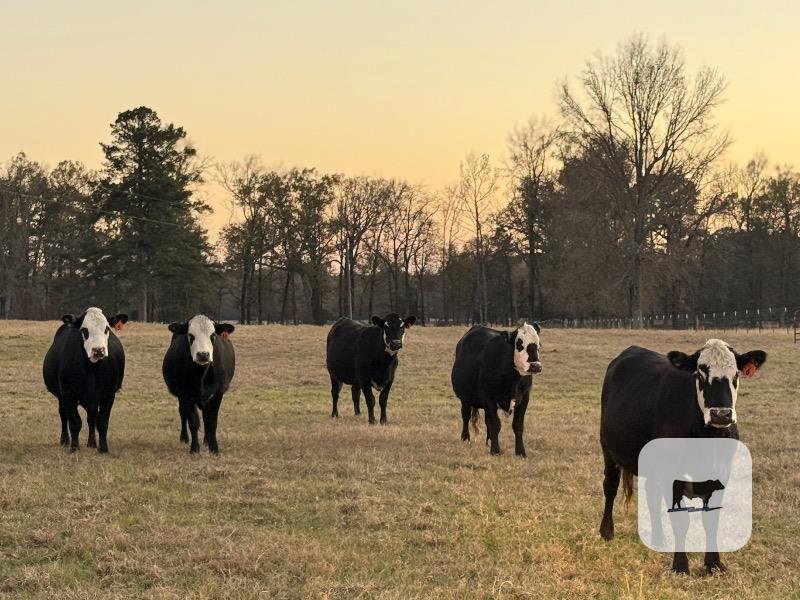 Cattle Range Listing Photo