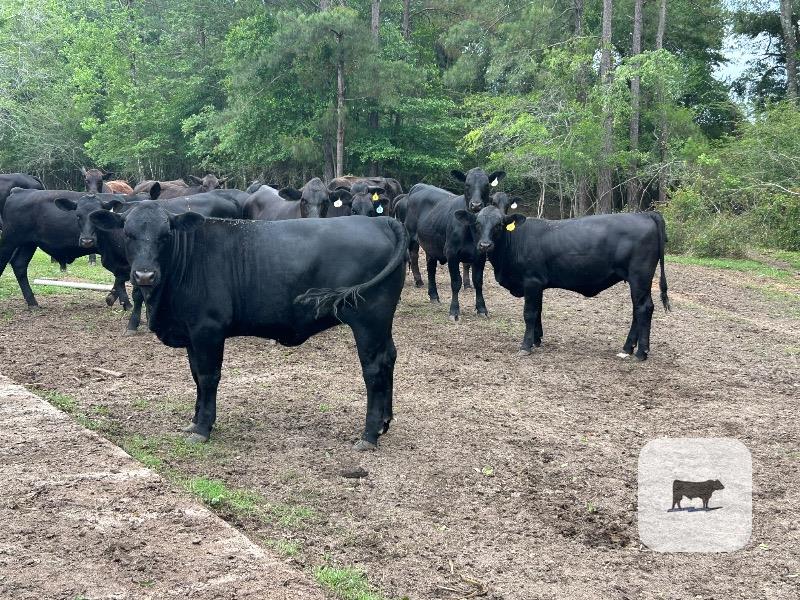 Cattle Range Listing Photo