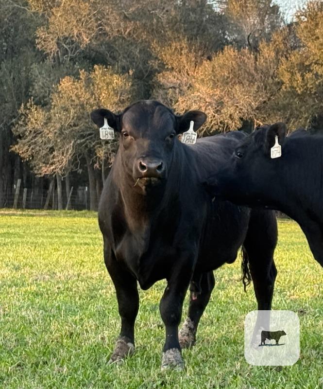 Cattle Range Listing Photo