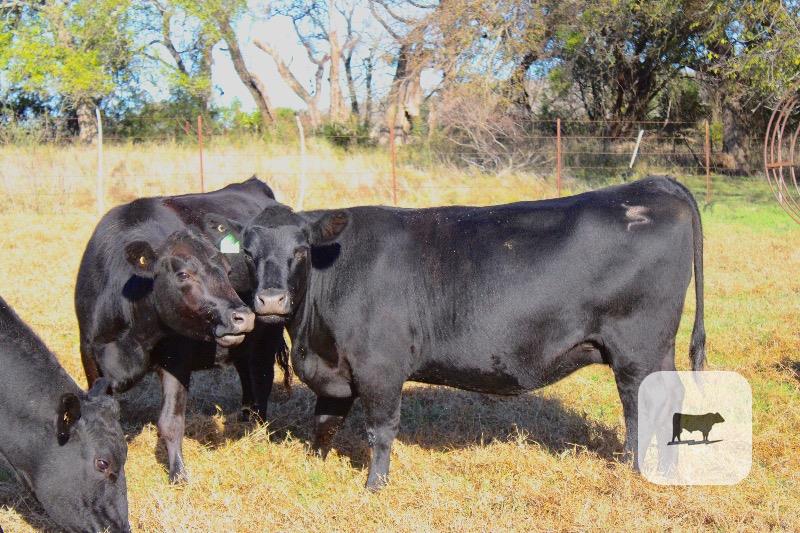 Cattle Range Listing Photo