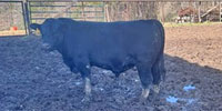 3 Reg. Angus Bulls... N. Central LA