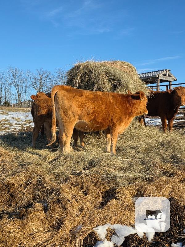 Cattle Range Listing Photo