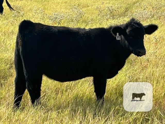 Cattle Range Listing Photo