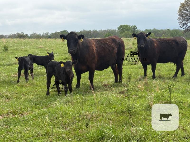Cattle Range Listing Photo