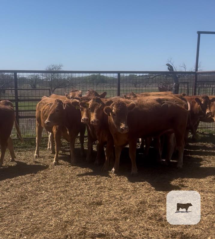 Cattle Range Listing Photo