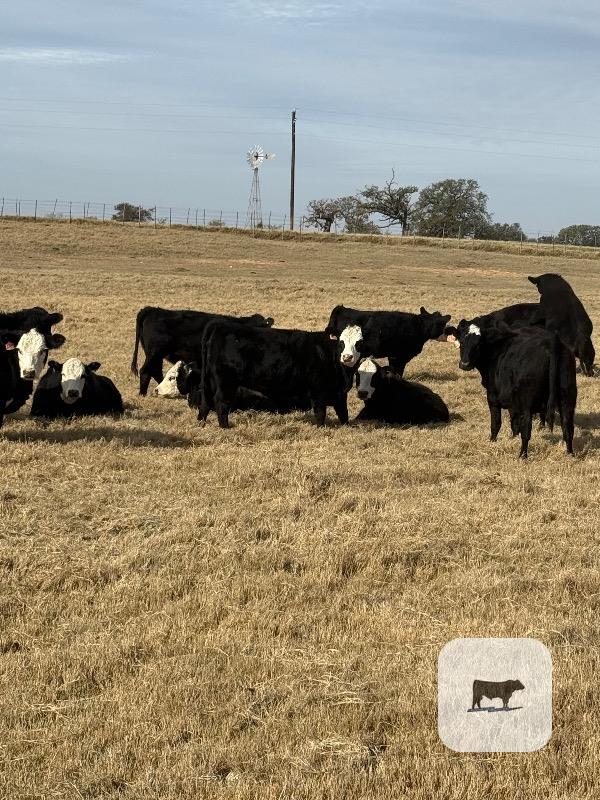 Cattle Range Listing Photo