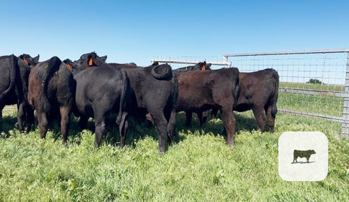 Cattle Range Listing Photo