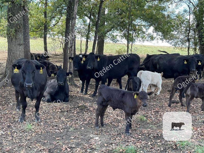 Cattle Range Listing Photo