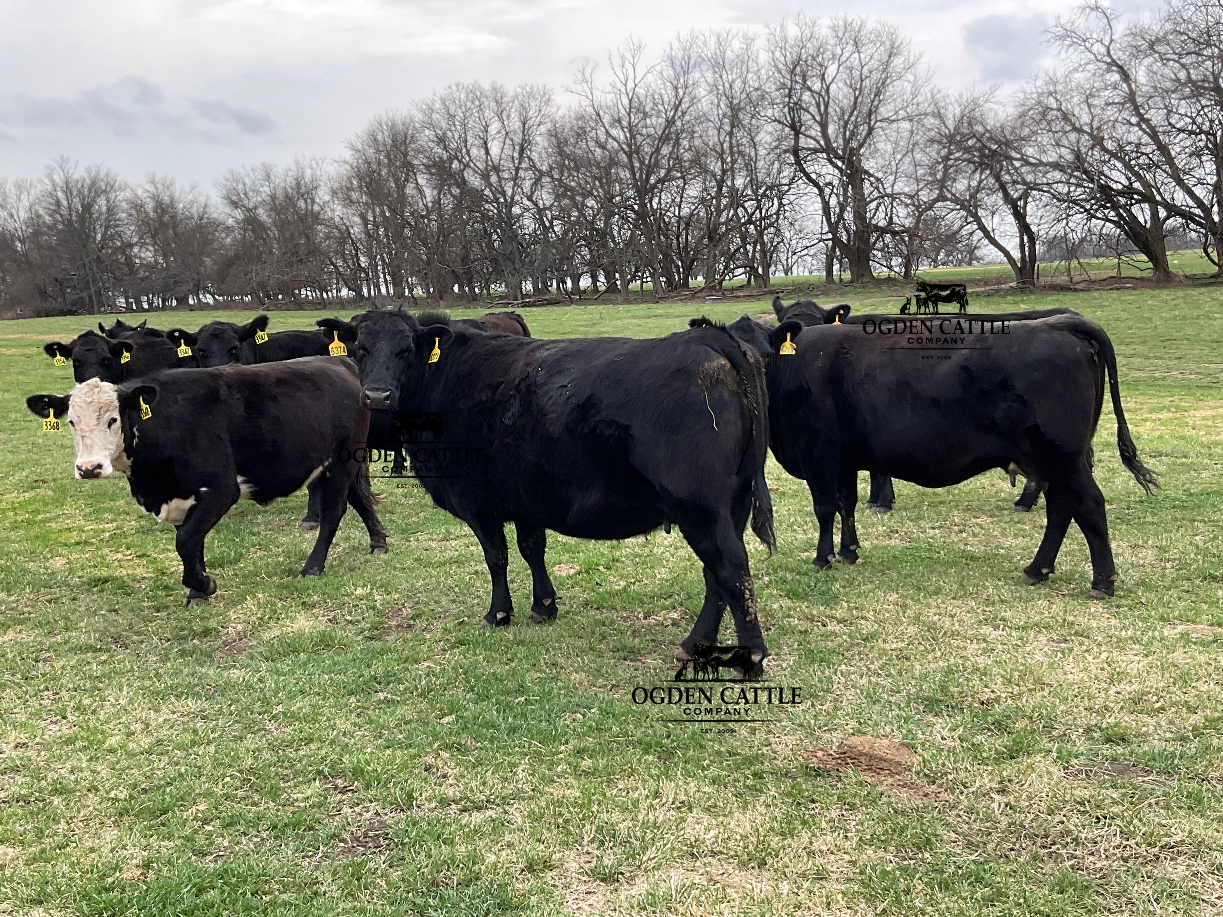 Cattle Range Listing Photo