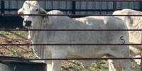 1 Reg. Brahman Rep. Heifer... Central TX