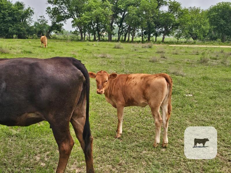 Cattle Range Listing Photo