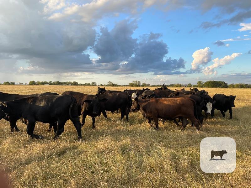 Cattle Range Listing Photo