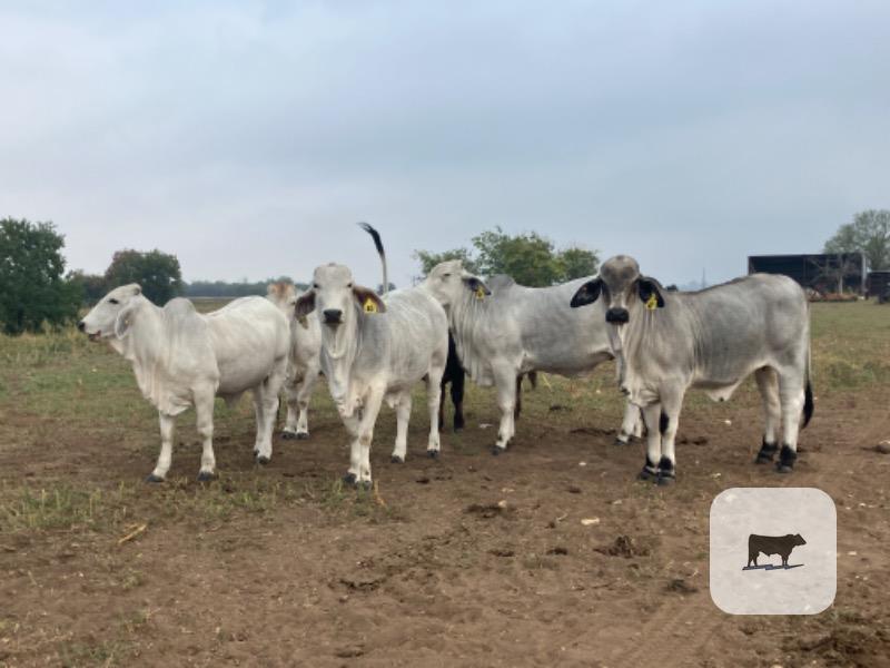 Cattle Range Listing Photo