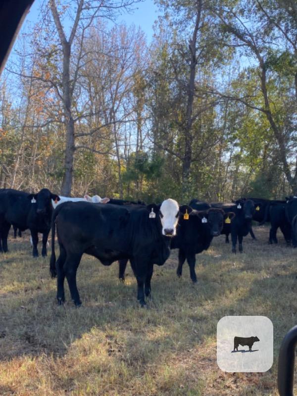 Cattle Range Listing Photo