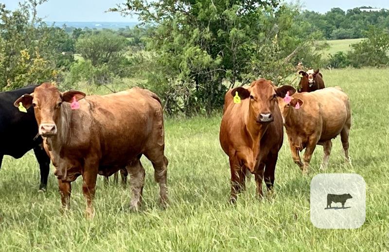 Cattle Range Listing Photo