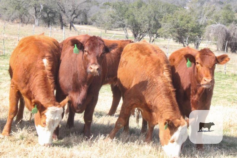 Cattle Range Listing Photo