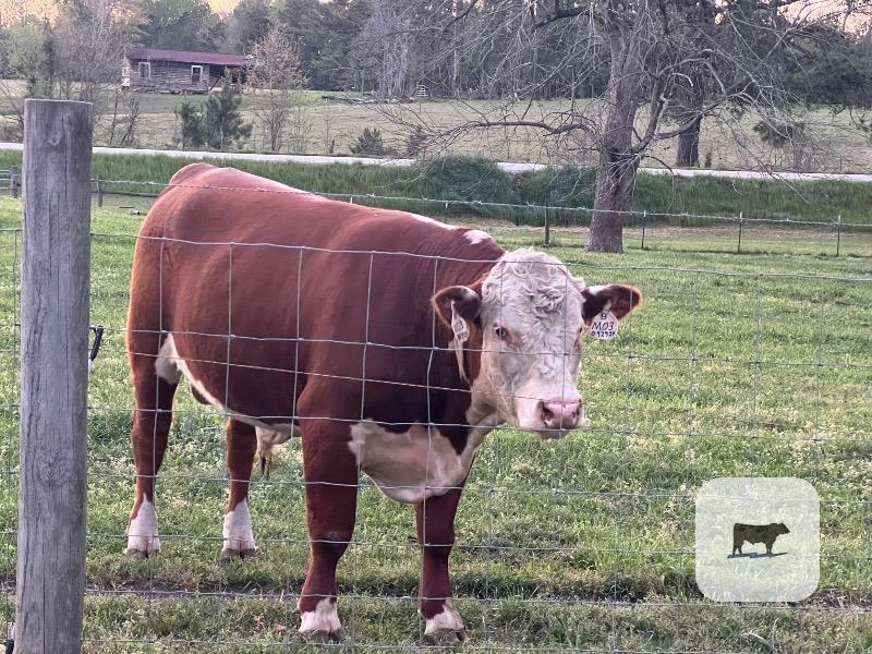 Cattle Range Listing Photo