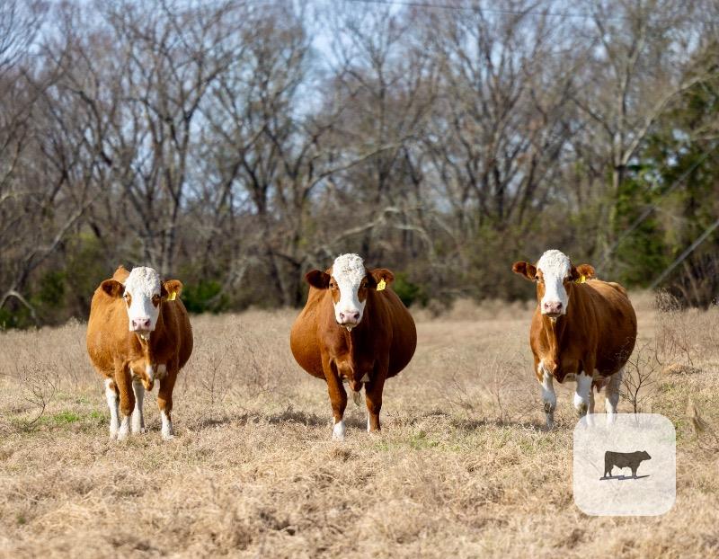 Cattle Range Listing Photo