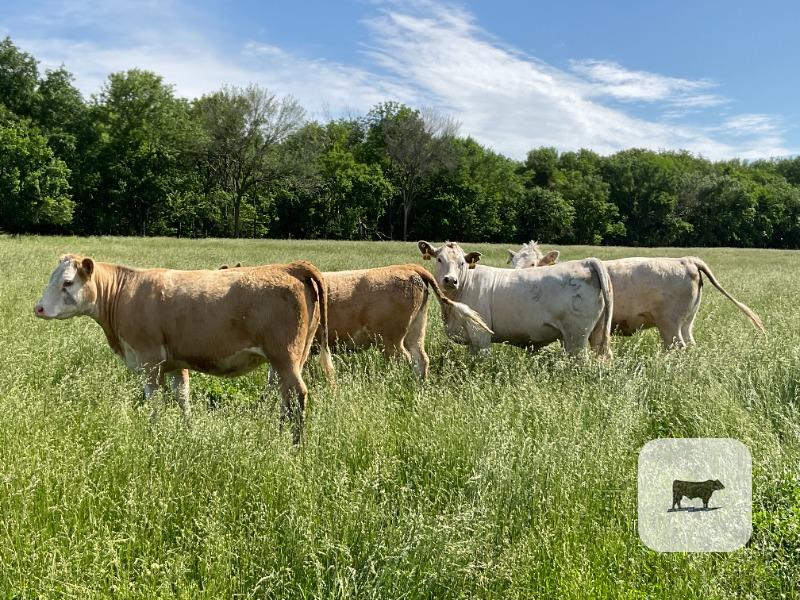 Cattle Range Listing Photo