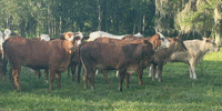 50 Brahman Cross Bred Heifers... Northern FL