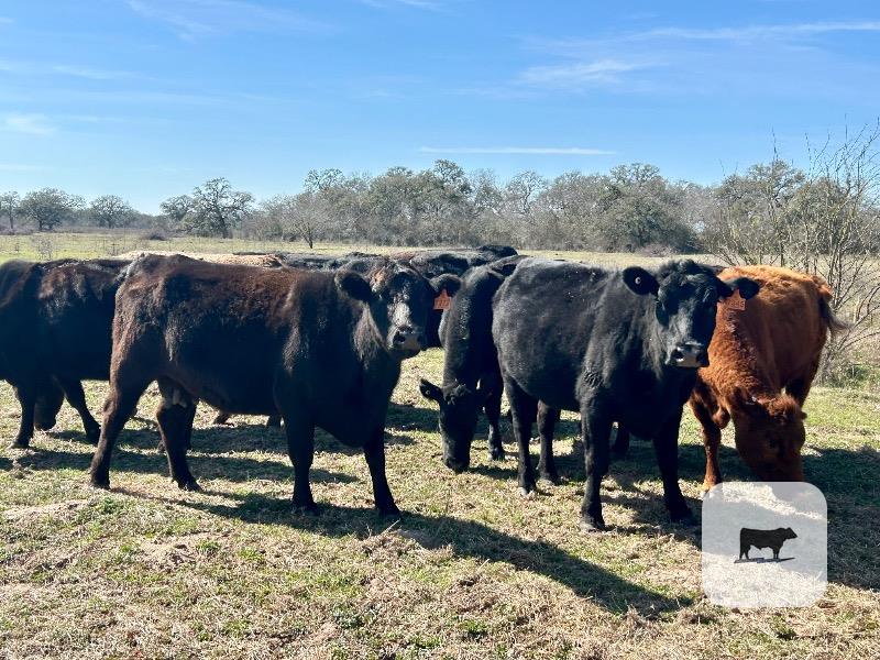 Cattle Range Listing Photo