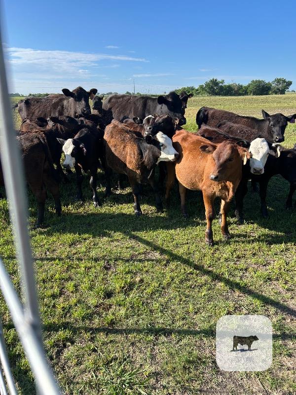 Cattle Range Listing Photo