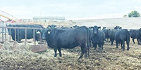 100	Angus Cows... Southeast NE