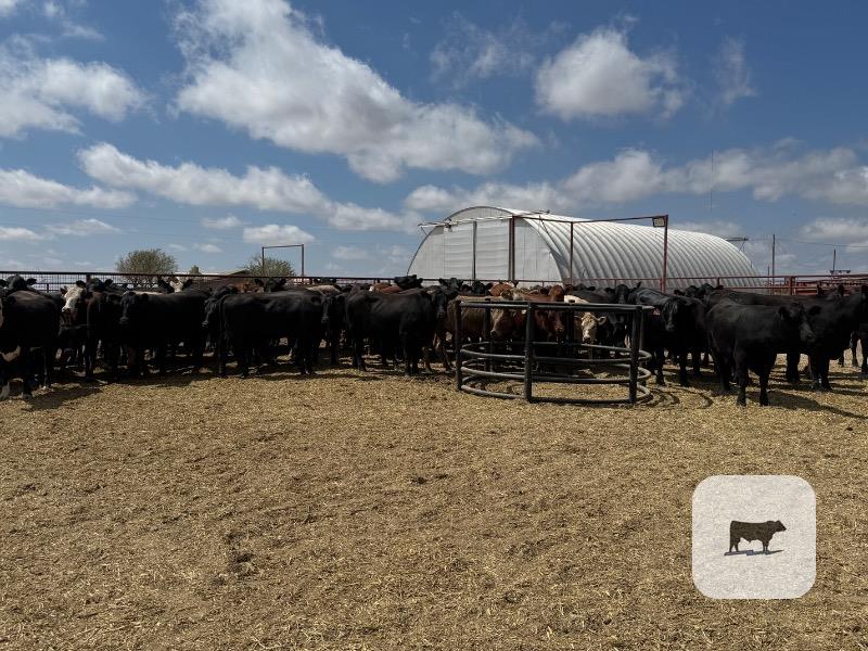 Cattle Range Listing Photo