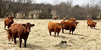 40 Red Angus & RWF Cows... Southwest MO