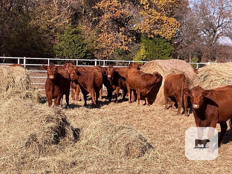 Cattle Range Listing Photo