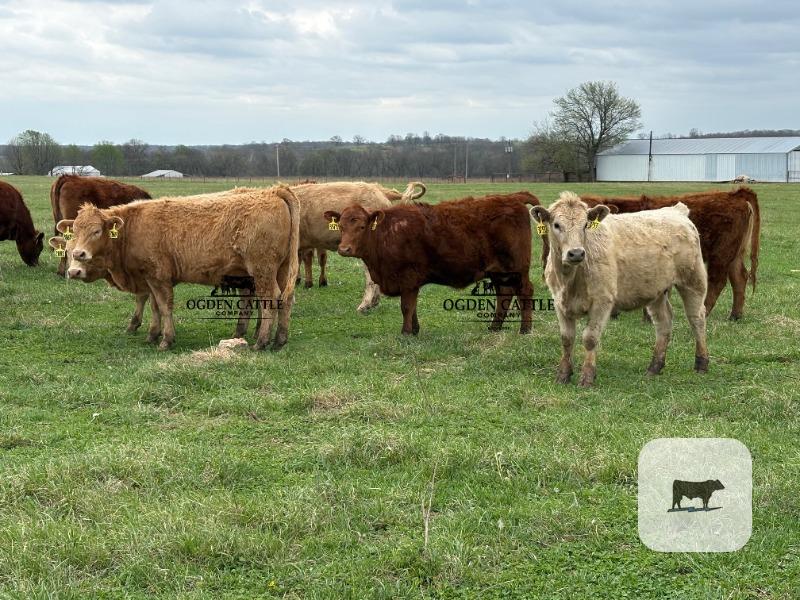 Cattle Range Listing Photo
