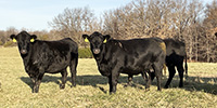 20 Angus Cows... Southwest MO