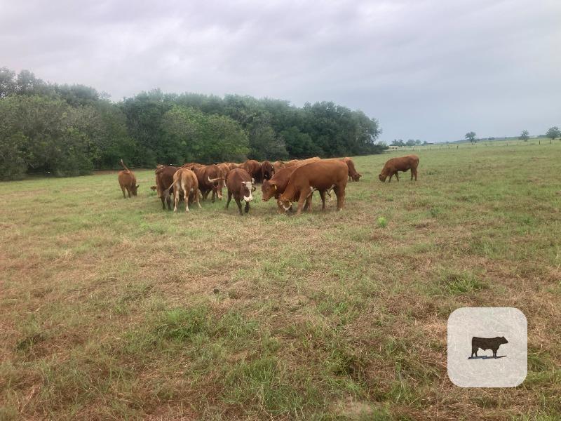 Cattle Range Listing Photo