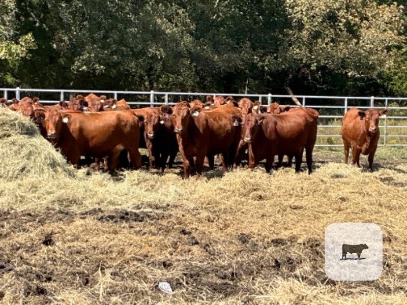 Cattle Range Listing Photo