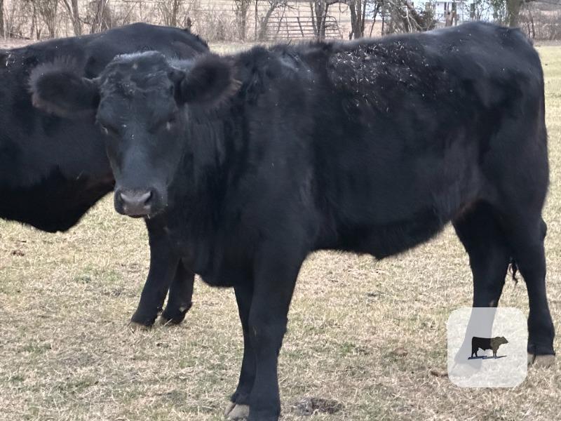 Cattle Range Listing Photo