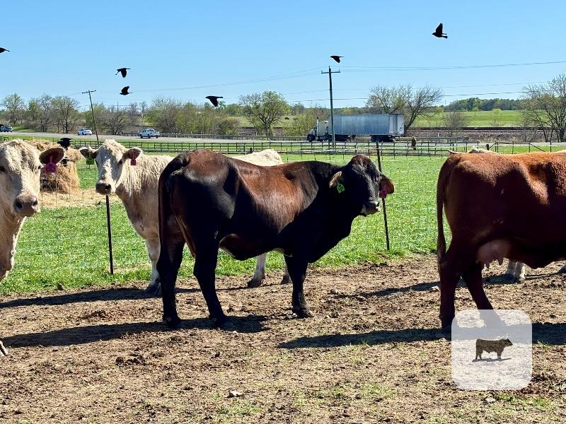 Cattle Range Listing Photo