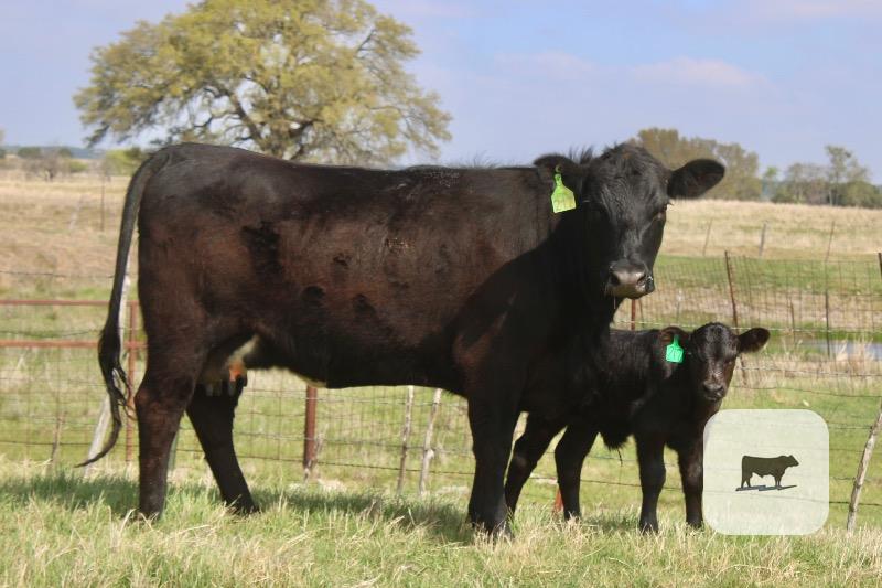 Cattle Range Listing Photo