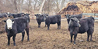 100	Angus & BWF Rep. Heifers... Southeast NE ~ FD