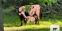 18 Wagyu Cows w/ 8+ Calves... E. Central OH