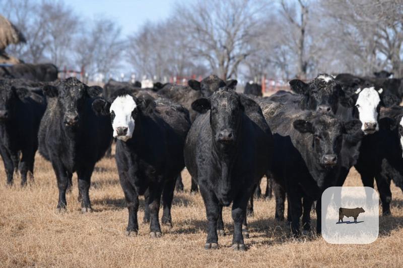Cattle Range Listing Photo