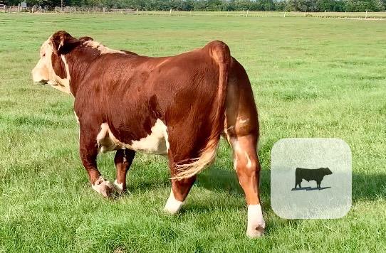 Cattle Range Listing Photo