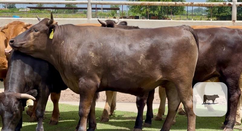 Cattle Range Listing Photo