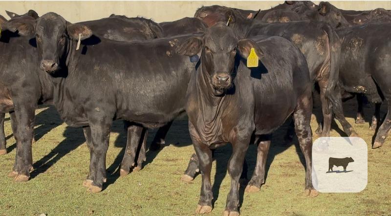 Cattle Range Listing Photo