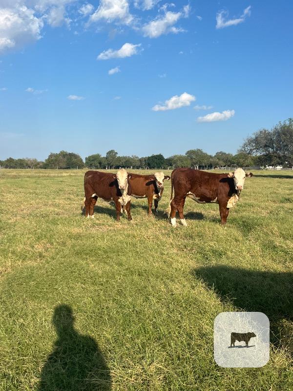 Cattle Range Listing Photo