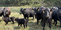 36 Angus & BWF Pairs... Southwest MO