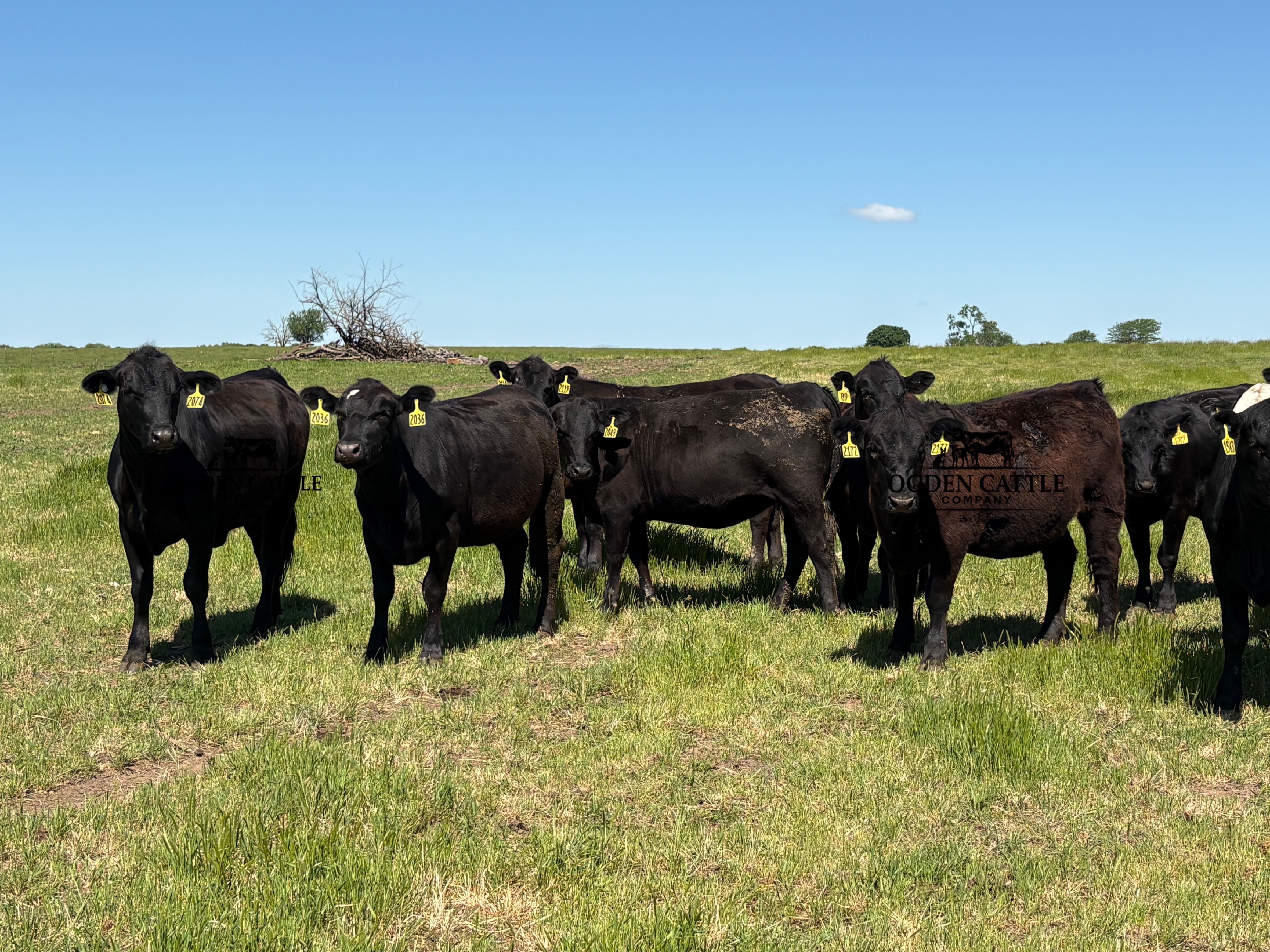 Cattle Range Listing Photo