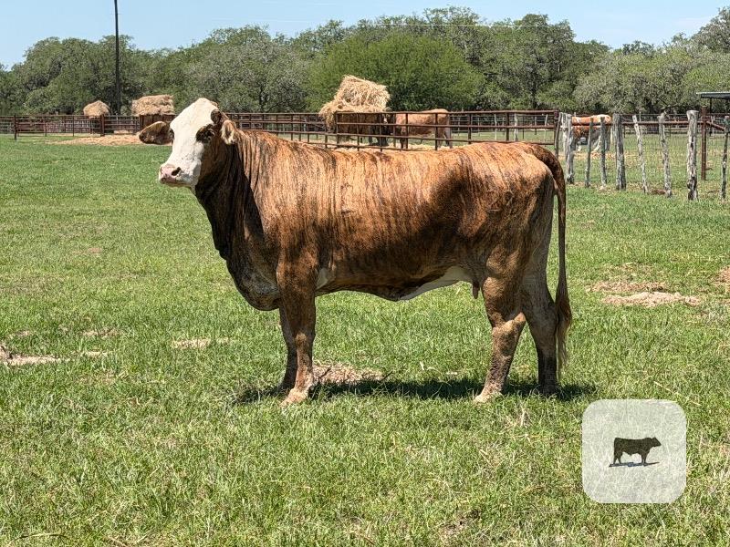 Cattle Range Listing Photo
