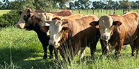 4 Braford/Tigerstripe Bulls... S. Central LA