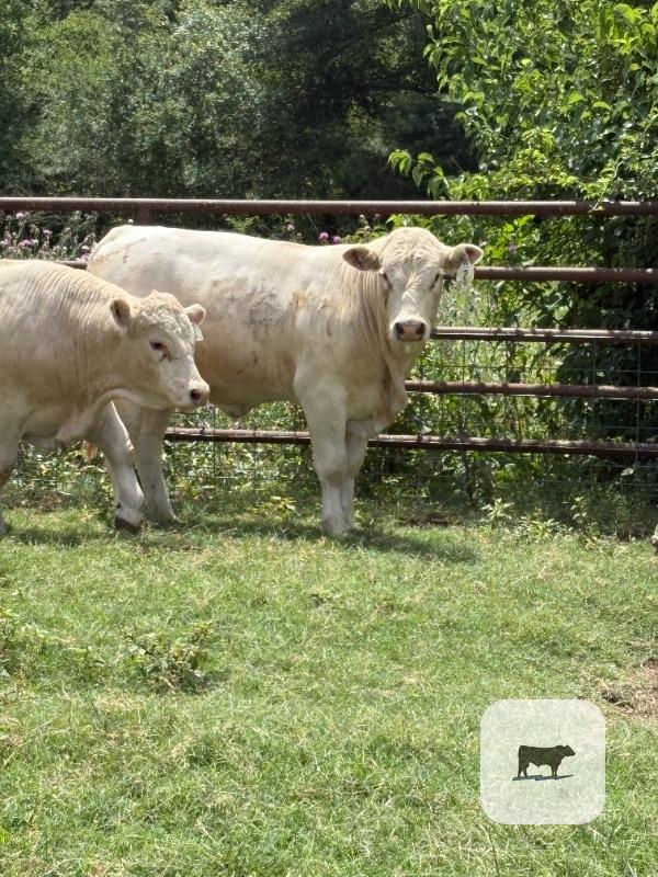 Cattle Range Listing Photo